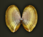 Butterfly shaped shells